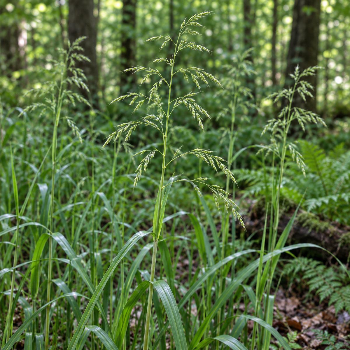 Wood Reed Grass, Ornamental Grass Seed