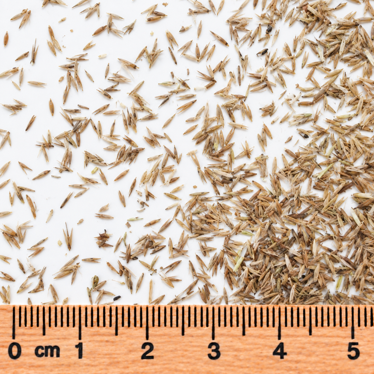 Wood Reed Grass, Ornamental Grass Seed