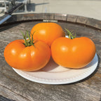 Yellow Brandywine, Tomato Seeds