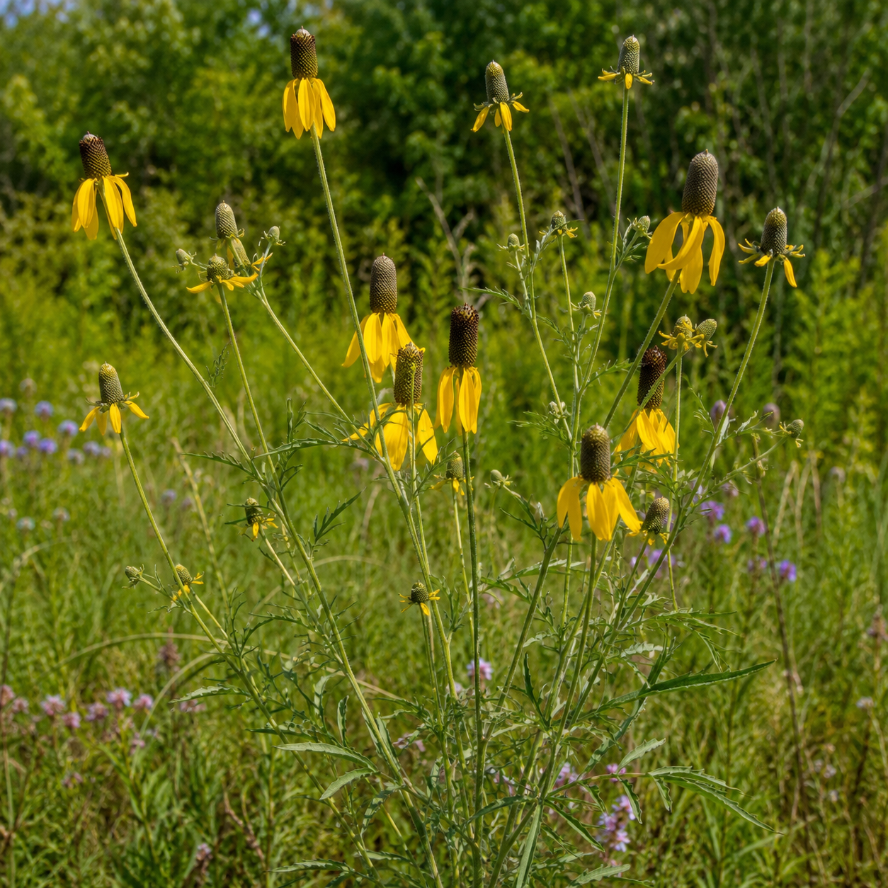 Yellow Coneflower plant close-up