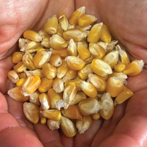 Yellow Cónico, Corn Seed