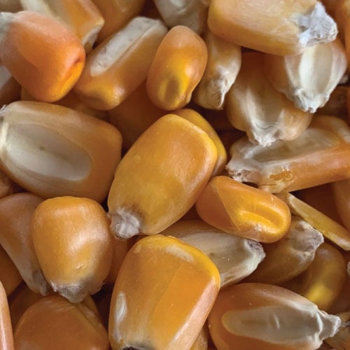 Yellow Jarvis, Corn Seed
