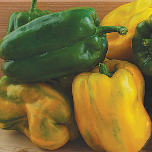 Yellow Monster, Pepper Seeds