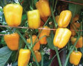 Yellow Petite Bell, (F1) Pepper Seeds