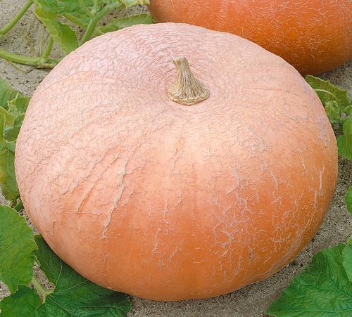 Yellow of Paris, Pumpkin Seeds