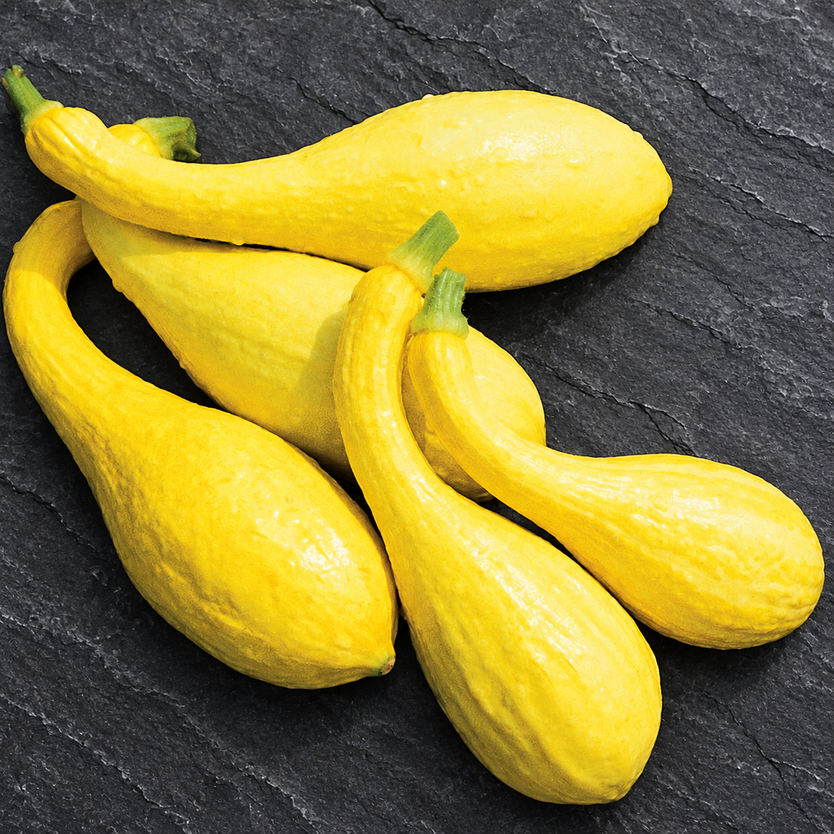 Yellow Crookneck, Squash Seeds