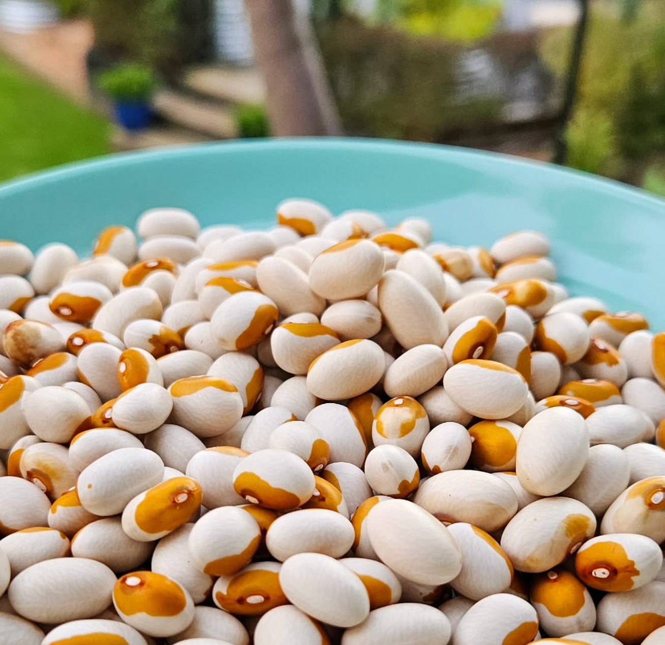 Kenearly Yellow Eye, Bean Seeds