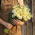 Yellow Quartet, Stock Seeds