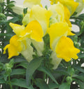 Yellow Floral Showers, (F1) Snapdragon Seeds