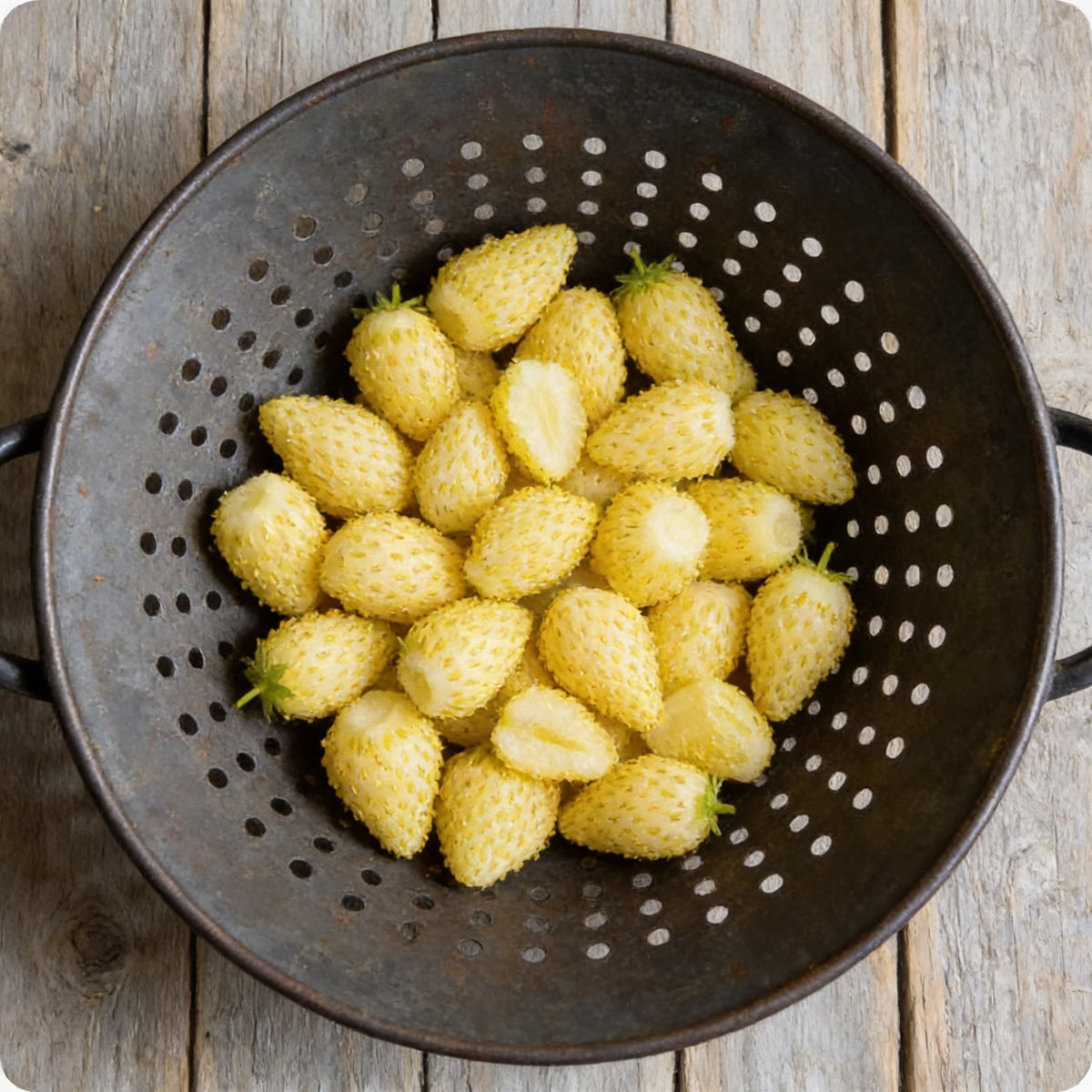 Yellow Wonder, Strawberry Seeds