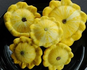Yellow Bush Scallop, Squash Seeds