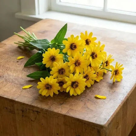 Yellow Profusion, (F1) Zinnia Seed
