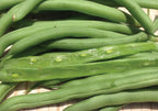 Blue Lake 274 Bush, Bean Seeds