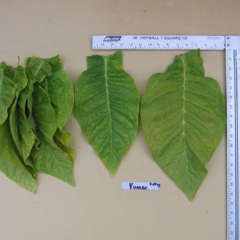 Yumbo, Tobacco Seed
