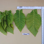 Yumbo, Tobacco Seed