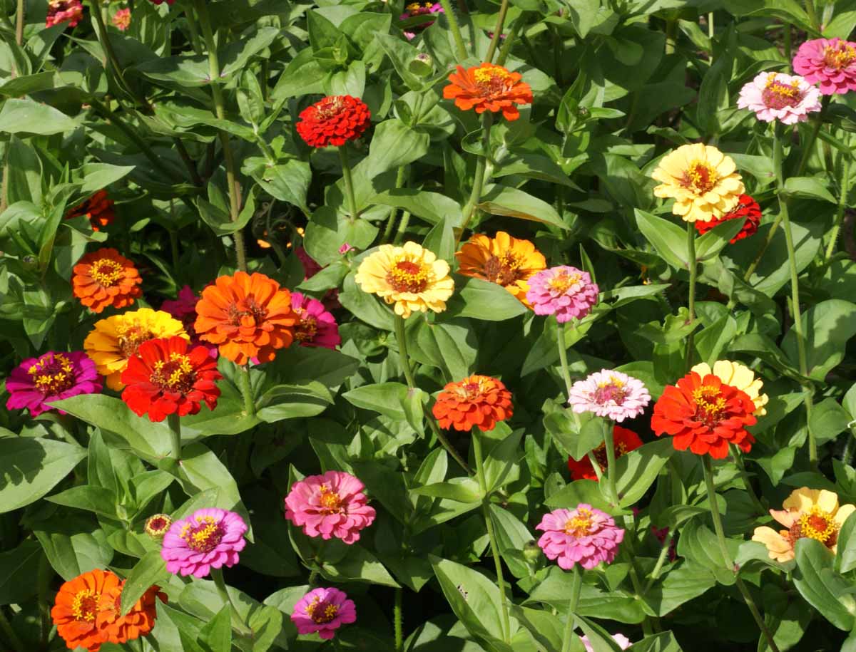 Pumila, Zinnia Seeds