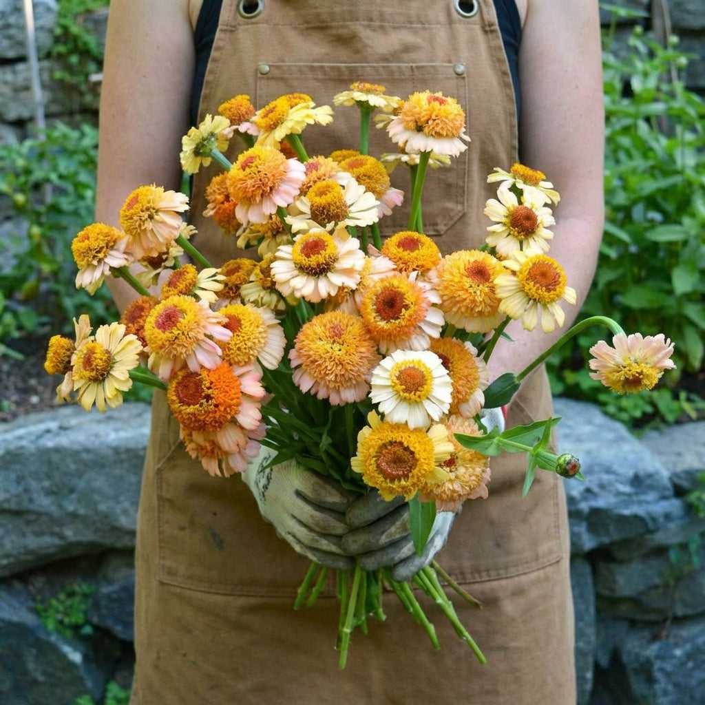 Zinderella Peach, Zinnia Seeds