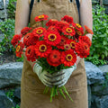 Zinderella Red, Zinnia Seeds