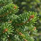 Fraser Fir — close-up, AI-generated botanical illustration