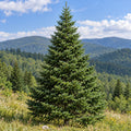 Fraser Fir — whole plant, AI-generated botanical illustration