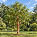 acer griseum whole plant