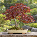Red Japanese Maple (Acer palmatum atropurpureum) — AI-generated mature bonsai illustration