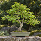 Japanese Maple (Acer palmatum) — AI-generated mature bonsai illustration