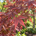 Red Japanese Maple — close-up, AI-generated botanical illustration