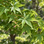Japanese Maple — close-up, AI-generated botanical illustration