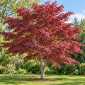 Red Japanese Maple — whole plant, AI-generated botanical illustration