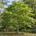 Japanese Maple — whole plant, AI-generated botanical illustration