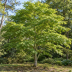 Japanese Maple — whole plant, AI-generated botanical illustration