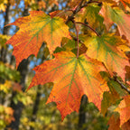 Sugar Maple — close-up, AI-generated botanical illustration
