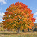 Sugar Maple — whole plant, AI-generated botanical illustration