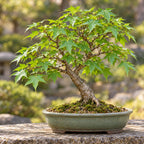 Shantung Maple (Acer truncatum) — AI-generated mature bonsai illustration