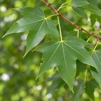 acer truncatum closeup