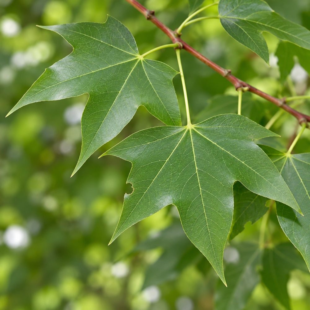 acer truncatum closeup