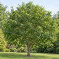 acer truncatum whole plant