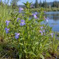 Allegheny, Monkeyflower Seed