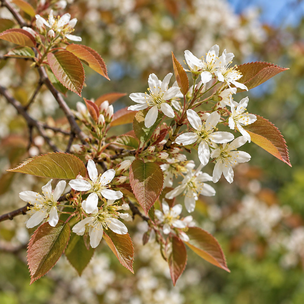 Juneberry Serviceberry — close-up, AI-generated botanical illustration