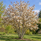 Juneberry Serviceberry — whole plant, AI-generated botanical illustration