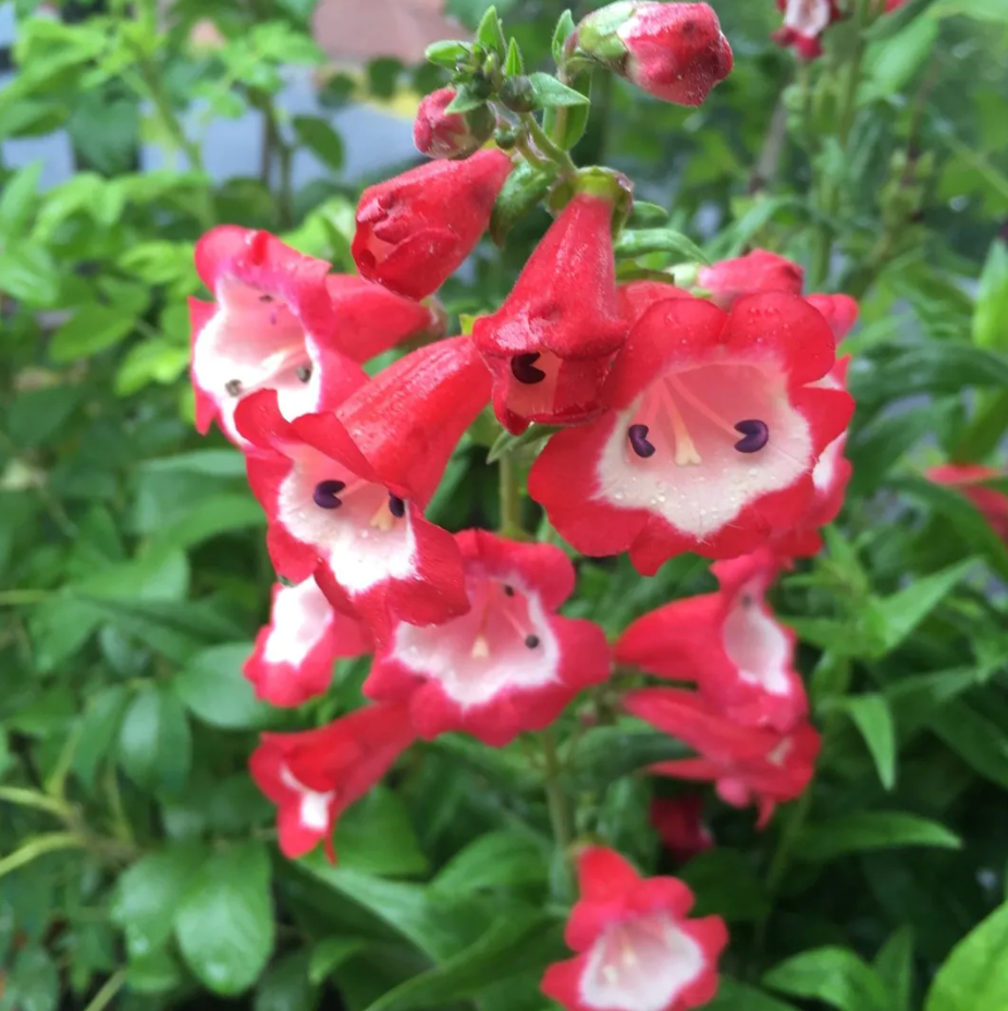 Arabesque Red, Penstemon Seeds