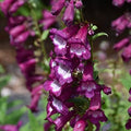 Arabesque Violet, Penstemon Seeds