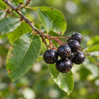 Black Chokeberry — close-up