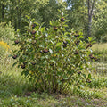Black Chokeberry — whole plant