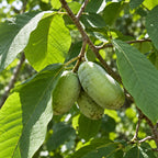 Pawpaw — close-up, AI-generated botanical illustration