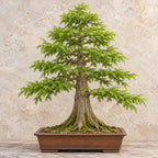 Bald Cypress (Taxodium distichum) — AI-generated mature bonsai illustration