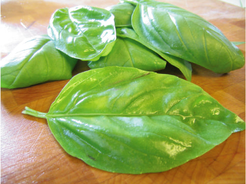Large Leaf Italian, Basil Seeds