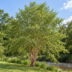 River Birch — whole plant, AI-generated botanical illustration