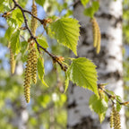 European White Birch — close-up